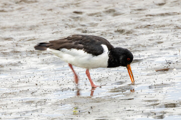 European Oystercatcher (Haematopus ostralegus), commonly seen on coasts like Bull Island, Dublin