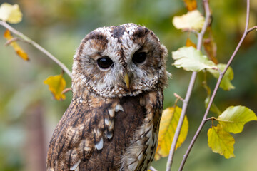 Tawny Owl (Strix aluco), woodland bird commonly found in Europe and Asia, forested regions