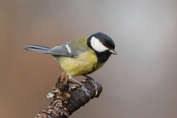 Fototapeta premium Parus major aka great tit perched on tree branch. Common bird in Czech republic. Close-up portrait. Isolated on blurred background.