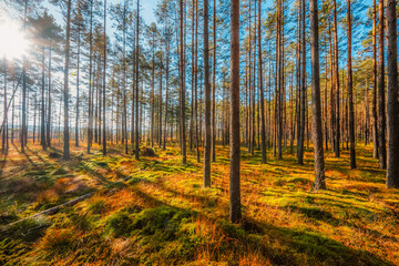 A wooden walking path Bor na Czerwonem nature reserve in Nowy Targ in Poland