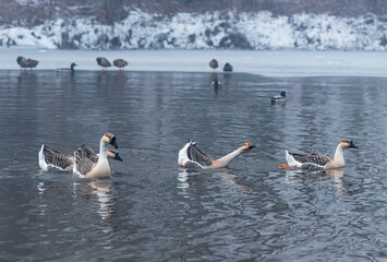 Zima w Parku Zamkowym w Pszczynie, Śląsk. 













