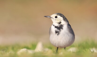 White Wagtail, Motacilla alba, birds of Montenegro