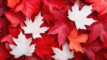 Fototapeta premium Red And White Maple Leaves Autumn Background Texture