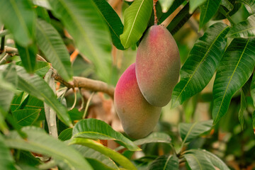 A close-up of a ripe mango hanging from a tree branch, surrounded by lush green leaves. The fruit's smooth skin displays a blend of yellow and green hues. Sunlight filters through the foliage.