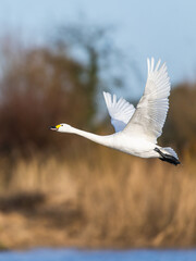 Tundra Swan, Bewick's Swan, Cygnus columbianus in flight at winter in Slimbridge, England