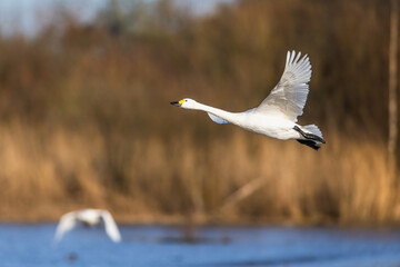 Tundra Swan, Bewick's Swan, Cygnus columbianus in flight at winter in Slimbridge, England