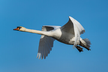 Mute Swan,  Cygnus olor, bird in flight over winter marshes