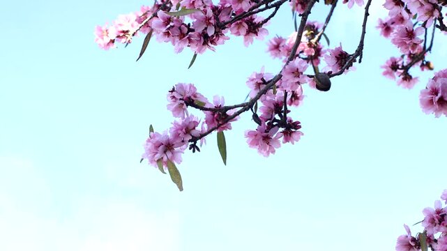 almendro cielo azul flores viento flor rosa