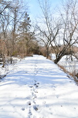 Animal Tracks and Footprints on a Snowy Trail