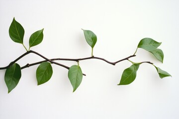 Obraz premium A simple and elegant image of a branch with green leaves against a clean white background