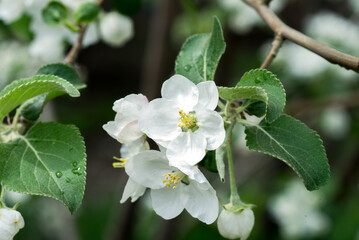 White flowers of blossoming apple tree on the tree in spring. Raindrops on the petals.