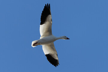 Close up of a Snow goose flying against the light,  seen in the wild in a North California marsh