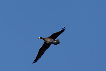 Male Greater White-fronted Goose flying, seen in the wild in a North California marsh