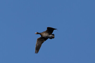 Male Greater White-fronted Goose flying, seen in the wild in a North California marsh