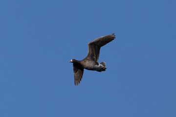 Male Greater White-fronted Goose flying, seen in the wild in a North California marsh
