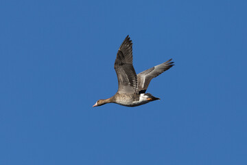 Female Greater White-fronted Goose flying, seen in the wild in a North California marsh