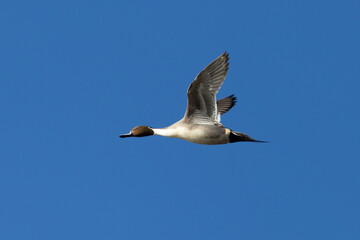 Obraz premium Male Northern pintail flying, seen in a North California marsh