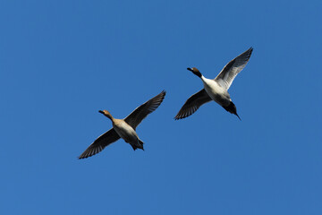 Male and female Northern pintail flying,  seen in a North California marsh