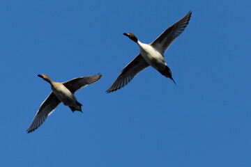 Male and female Northern pintail flying,  seen in a North California marsh