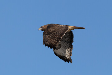 Extremely close view of a red-tailed hawk flying, seen in the wild in  North California