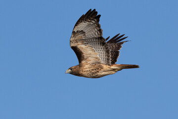 Extremely close view of a red-tailed hawk flying, seen in the wild in  North California