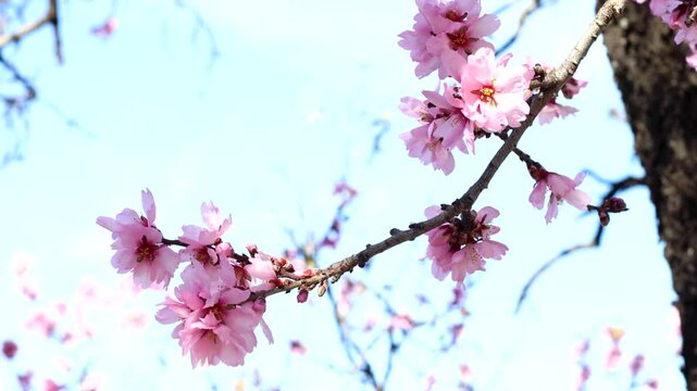 almendro flor rosada rosa rama flores