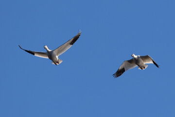 Fototapeta premium Snow geese approaching in beautiful light, , seen in the wild in a North California marsh
