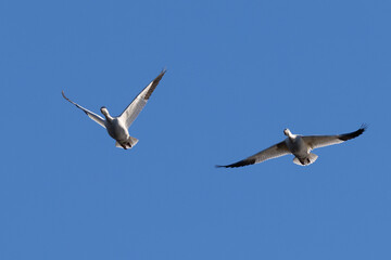 Snow geese approaching in beautiful light, , seen in the wild in a North California marsh
