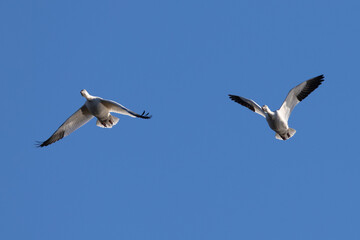 Snow geese approaching in beautiful light, , seen in the wild in a North California marsh