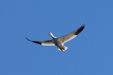 Close up of a Snow goose flying against the light,  seen in the wild in a North California marsh