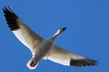 Close up of a Snow goose flying against the light,  seen in the wild in a North California marsh