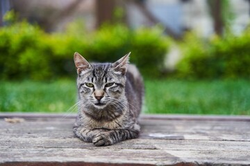 Gray cute street cat sitting on a bench. High quality photo