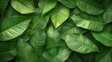 Lush green leaves background texture, tropical foliage, nature backdrop, design element
