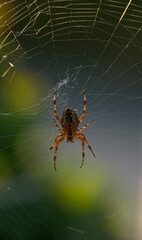 European garden spider Araneus diadematus in a web.