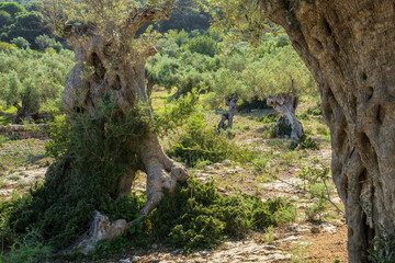 Olive groves destined for production of olive oil in Mallorca, Balearic Islands, Spain