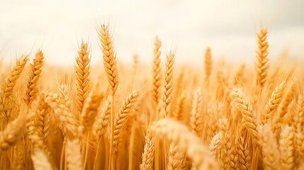 Golden wheat field under a dramatic sunset sky, nature and agricultural beauty