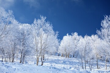 snow covered trees