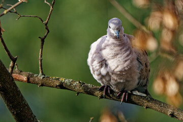The sicklewort photographed from close up.