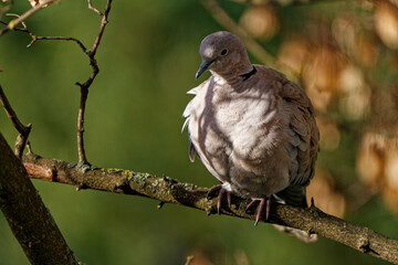 The sicklewort photographed from close up.