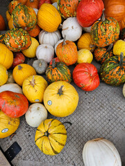 Squashes and gourds for sale in Yakima Washington
