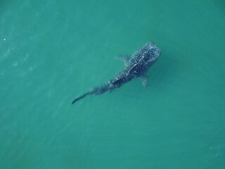 TIBURON BALLENA EN AGUAS CLARAS Y POCO PROFUNDAS