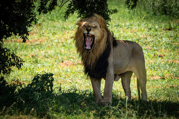 Obraz premium A powerful male lion yawning wide, revealing its sharp teeth and massive jaws in an impressive display. Captured during a safari game drive, this striking image highlights the raw strength