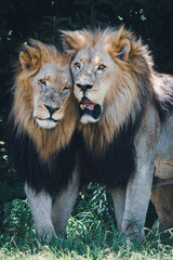 Two male lion brothers stand side by side, rubbing against each other in a rare display of affection and bonding. Taken during an African Safari Game Drive.