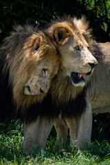 Two male lion brothers stand side by side, rubbing against each other in a rare display of affection and bonding. Taken during an African Safari Game Drive.
