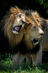 Two male lion brothers stand side by side, rubbing against each other in a rare display of affection and bonding. Taken during an African Safari Game Drive.