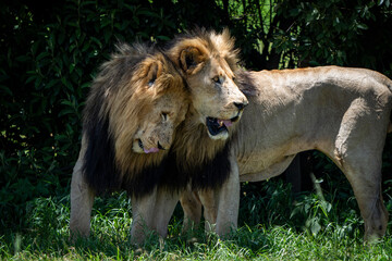 Two male lion brothers stand side by side, rubbing against each other in a rare display of affection and bonding. Taken during an African Safari Game Drive.