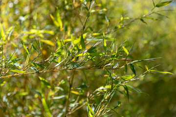 Green leaves of golden bamboo, Phyllostachys aurea