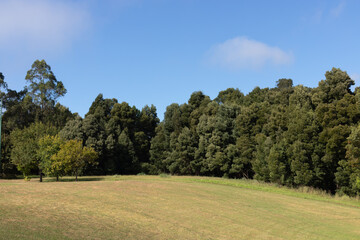 Trees in the park, Europarque, Santa Maria da Feira, Portugal