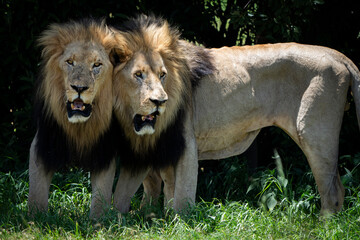 Two male lion brothers stand side by side, rubbing against each other in a rare display of affection and bonding. Taken during an African Safari Game Drive.