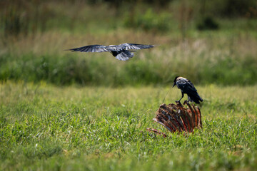 A crow lands on the remains of an eaten carcass, showcasing the raw and unforgiving cycle of nature. Taken during an African Safari Game Drive.